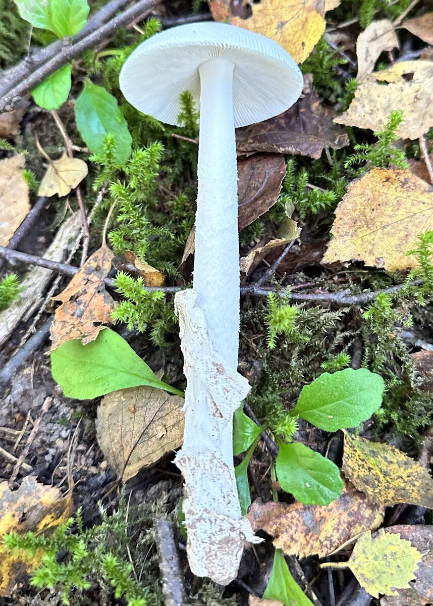 Как сушить мухоморы в духовке?