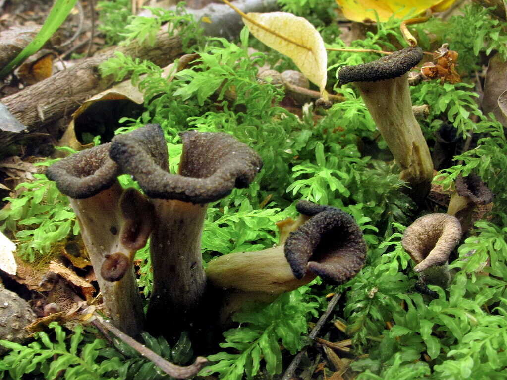 Лисички – не только вкусно, но и полезно!