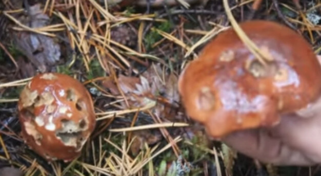 Польский гриб - фото, описание гриба