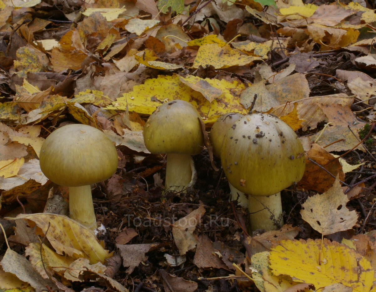 Топ-7 самых необычных грибов