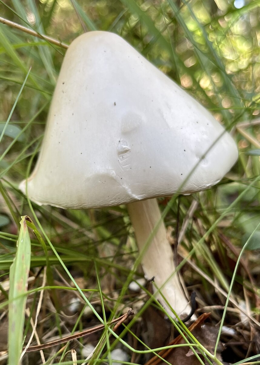 Различные стадии развития красного мухомора - Amanita Muscaria