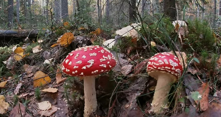 Первые свидетельства использования красного мухомора