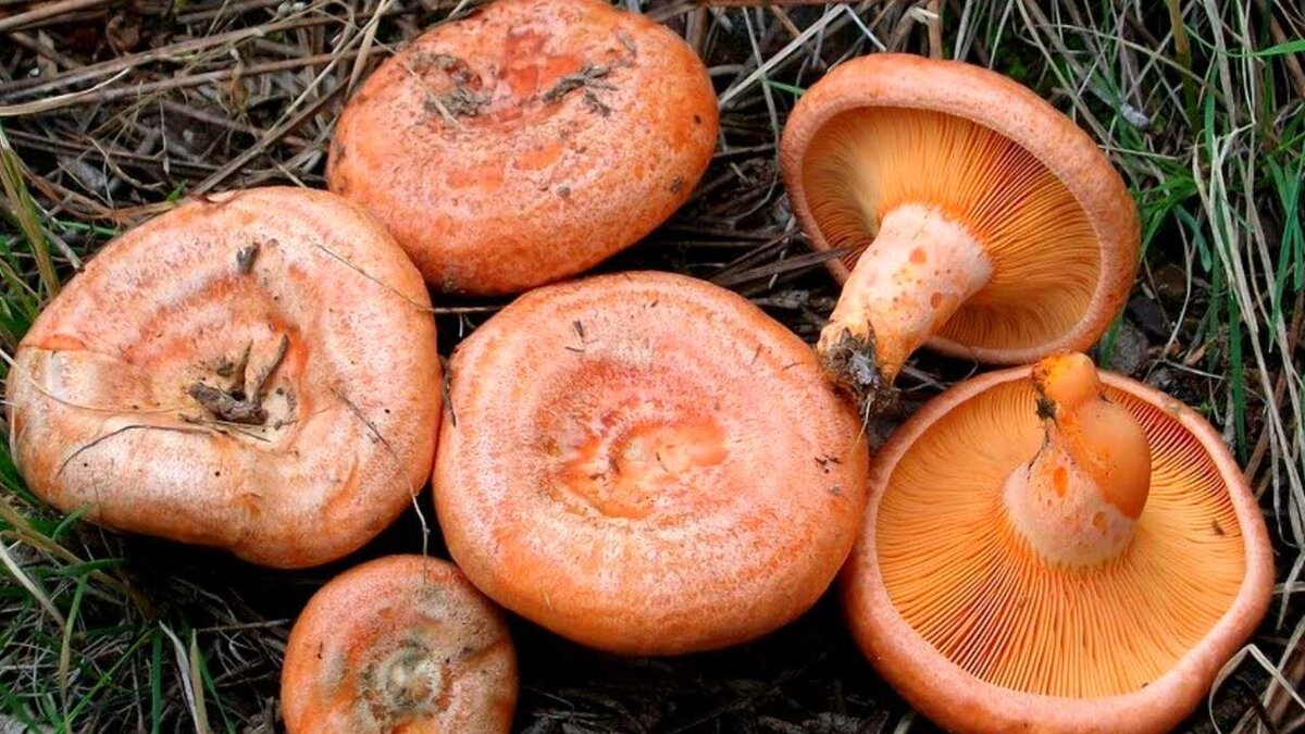 Топ-5 самых вкусных и популярных грибов для домашней кухни