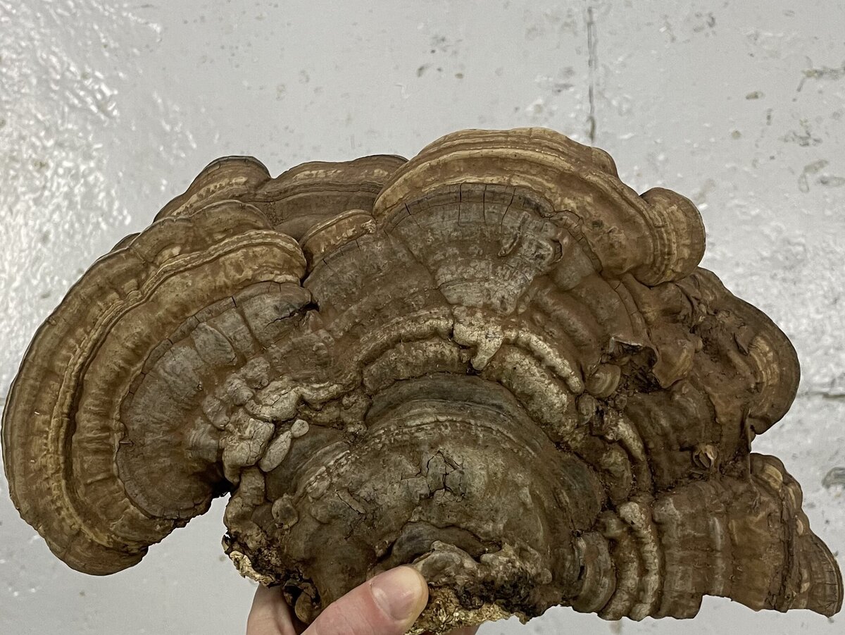 Трутовик Окаймленный: гриб-целитель природы