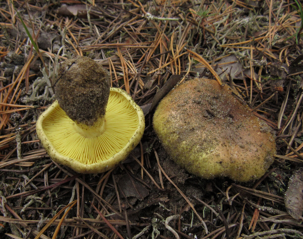 Топ-7 самых необычных грибов